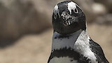 A Royal Penguin