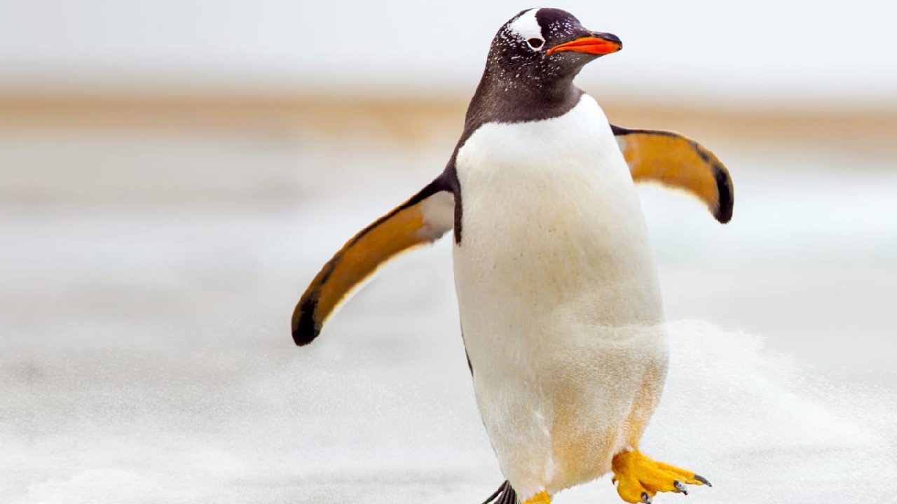 Meet The Penguins