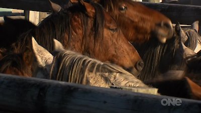 Keeping up with the Kaimanawas Season 1 Episode 1