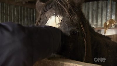 Keeping up with the Kaimanawas Season 1 Episode 4