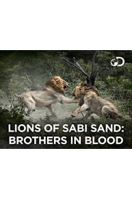 Lions Of Sabi Sand Brothers In Blood
