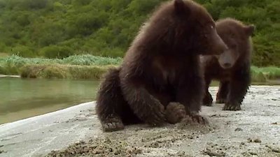 Great Bear Stakeout Season 1 Episode 1