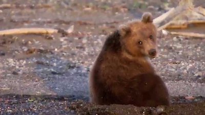 Great Bear Stakeout Season 1 Episode 2
