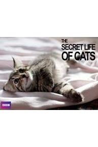 The Secret Life of Cats