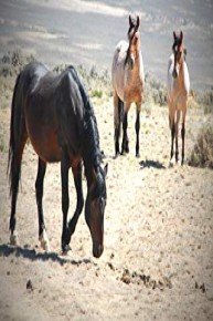 Mustangs - Living Legends