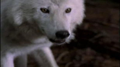 Highlander: The Series Season 5 Episode 1