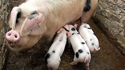 Victorian Farm Season 1 Episode 4