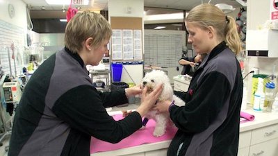 Vets Saving Pets Season 1 Episode 12