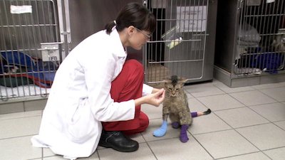 Vets Saving Pets Season 1 Episode 13