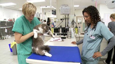 Vets Saving Pets Season 1 Episode 24