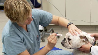 Vets Saving Pets Season 1 Episode 26