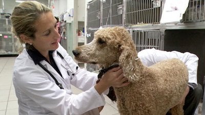 Vets Saving Pets Season 1 Episode 29