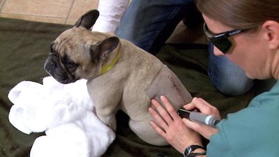 Vets Saving Pets Season 1 Episode 30