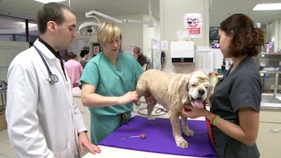 Vets Saving Pets Season 1 Episode 32