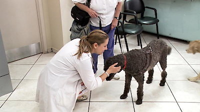 Vets Saving Pets Season 1 Episode 34