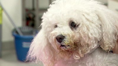 Vets Saving Pets Season 2 Episode 17