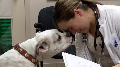 Vets Saving Pets Season 2 Episode 19