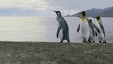 King Penguins