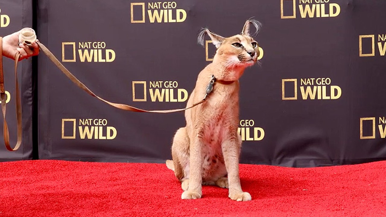 Nat Geo WILD from the Red Carpet
