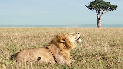 Big Cat Tales Season 2 Episode 1