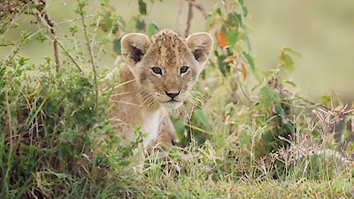 Big Cat Tales Season 2 Episode 2