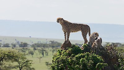 Big Cat Tales Season 2 Episode 3