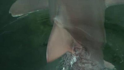 When Sharks Attack: Deep Dives Season 1 Episode 5