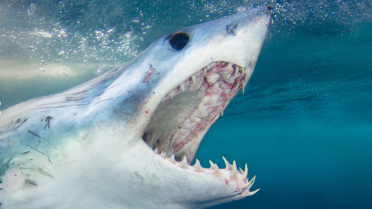 When Sharks Attack: Deep Dives