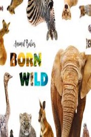 Animal Babies: Born Wild
