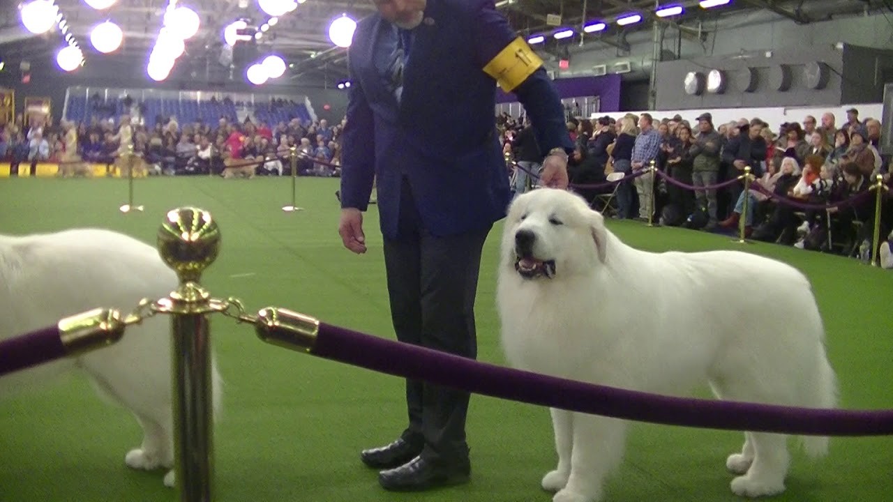 Road to Westminster Dog Show