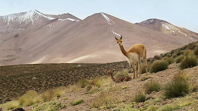 Watch The Wild Andes Season 1 Episode 2 - Extreme Survival Online Now