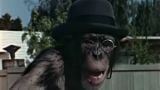 Secret Chimp: The Evolution Revolution / the Great Water Robbery