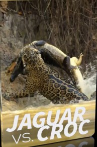 Jaguar vs. Croc