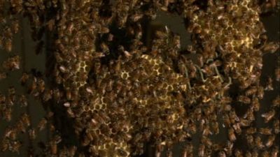 The Nature of Things Season 46 Episode 3