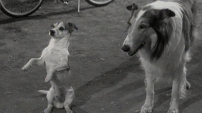 Lassie Season 5 Episode 39