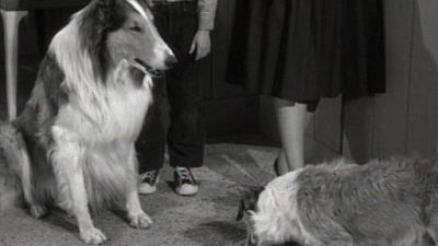 Lassie Season 5 Episode 34