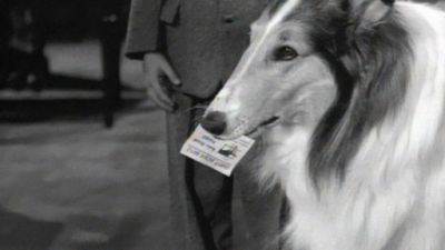 Lassie Season 5 Episode 15