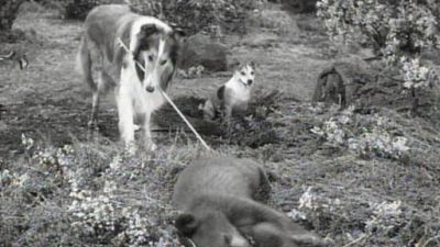 Lassie Season 5 Episode 12