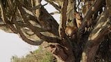 Tree Climbing Lions