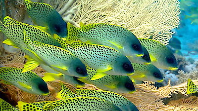 Earth Odyssey with Dylan Dreyer Season 1 Episode 5