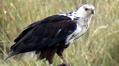 Earth Odyssey with Dylan Dreyer Season 5 Episode 12