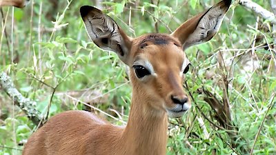 Earth Odyssey with Dylan Dreyer Season 5 Episode 15