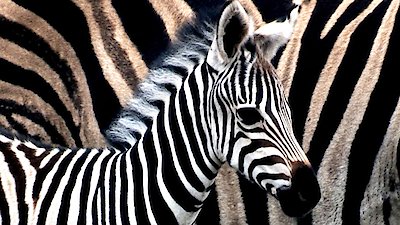 Earth Odyssey with Dylan Dreyer Season 6 Episode 7