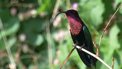 Earth Odyssey with Dylan Dreyer Season 6 Episode 17