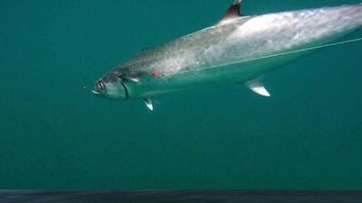 Addictive Fishing Season 19 Episode 9