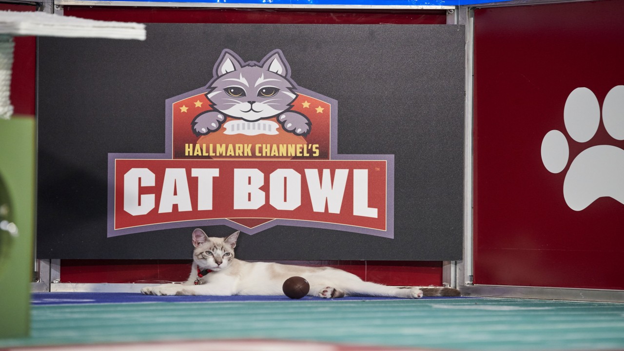 Hallmark Channel's Cat Bowl