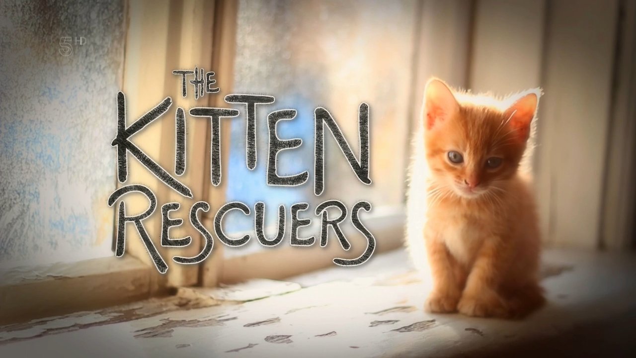 Kitten Rescuers
