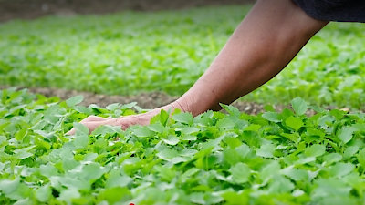 Flavorful Origins Season 1 Episode 20