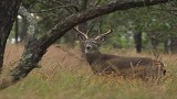 South Of The Border Deer