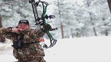 Canadian Mule Deer